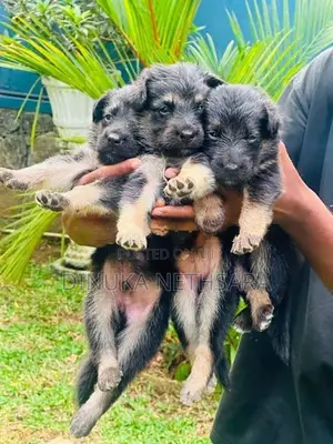 German Shepherd Long Coat