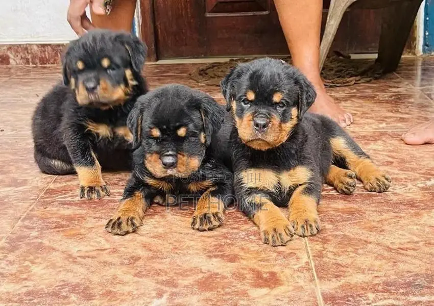 Rottweiler Puppy