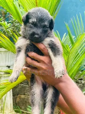 German Shepherd Long Coat