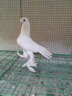 Pigeons
