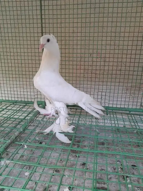 Pigeons