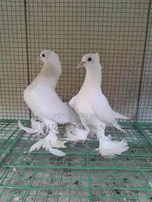Pigeons