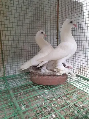 Pigeons