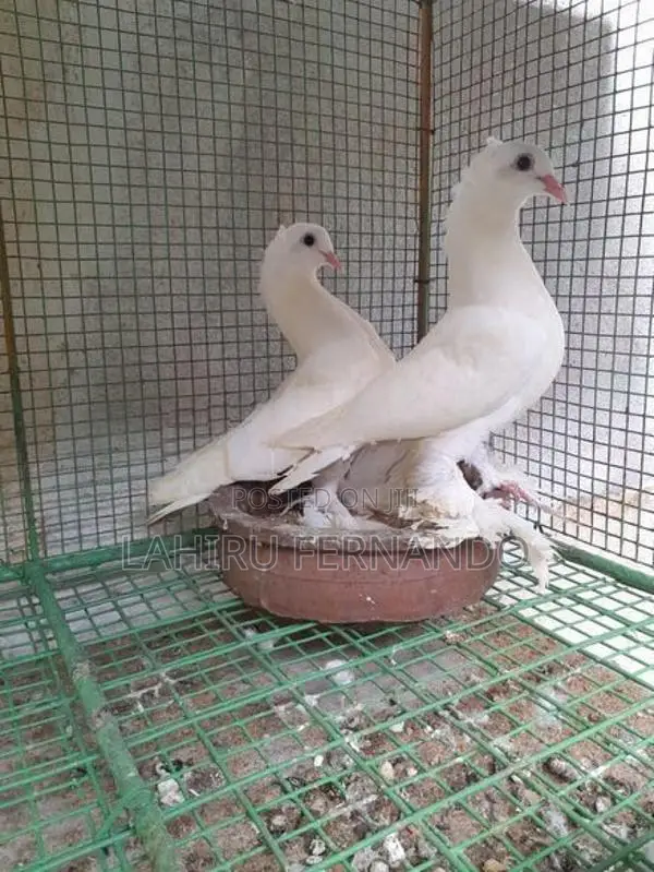 Pigeons
