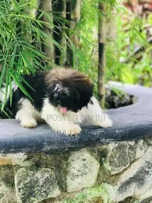 Shih Tzu Puppy