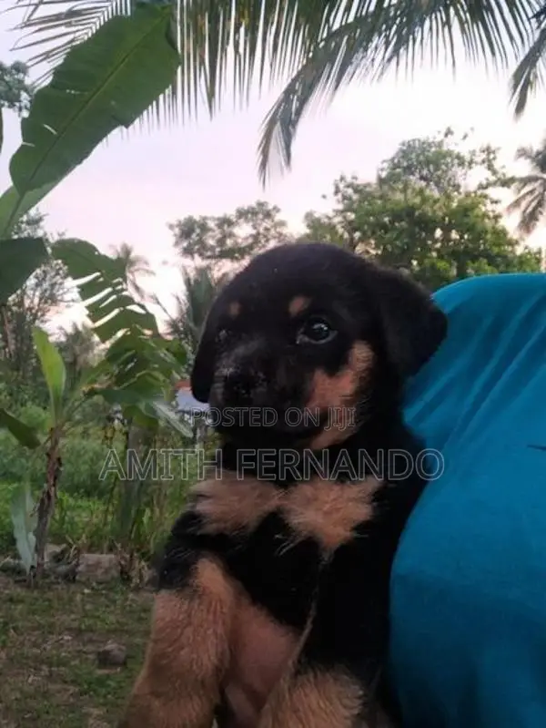 Rottweiler Puppies