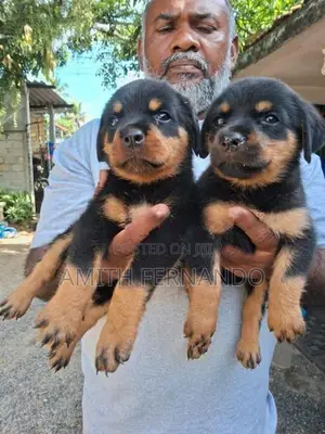 Rottweiler Puppies