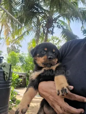 Rottweiler Puppies