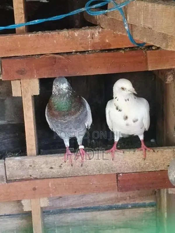 Timing Pigeon