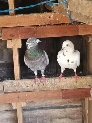 Timing Pigeon