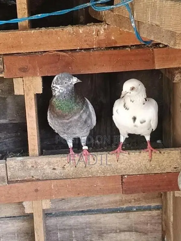 Timing Pigeon