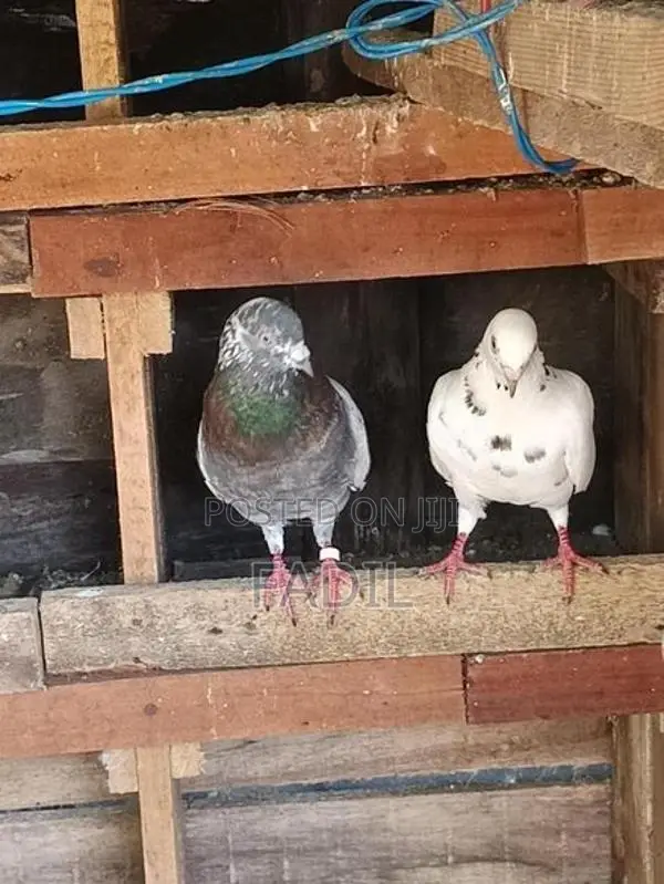Timing Pigeon