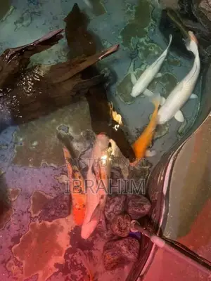 Fish - Carps