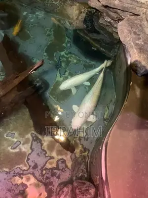 Fish - Carps