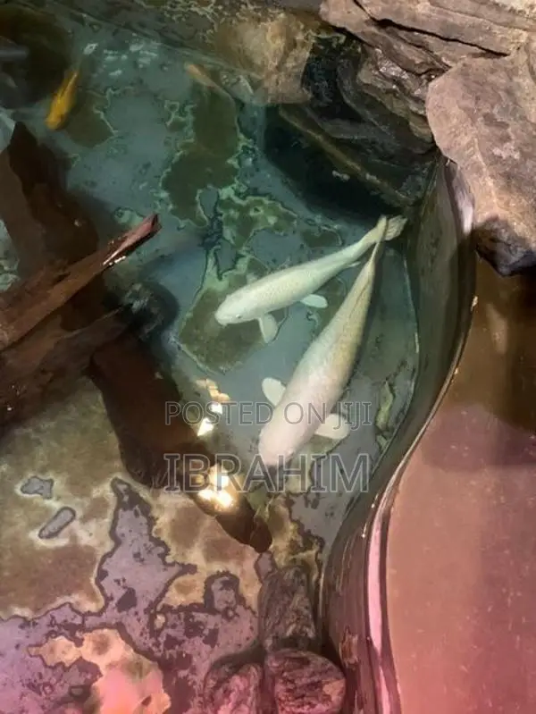 Fish - Carps