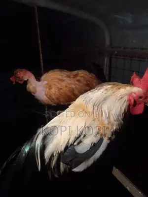 கோழிகள்