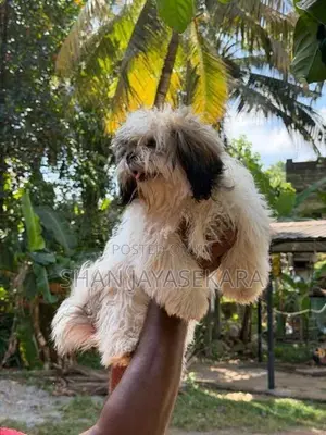 Shih Tzu Puppies
