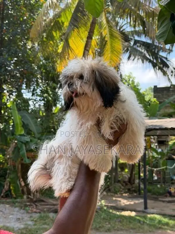 Shih Tzu Puppies