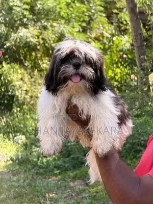 Shih Tzu Puppies