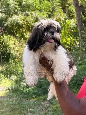 Shih Tzu Puppies