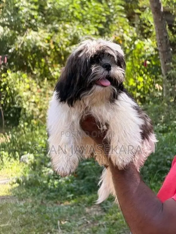 Shih Tzu Puppies