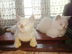 Persian Cat
