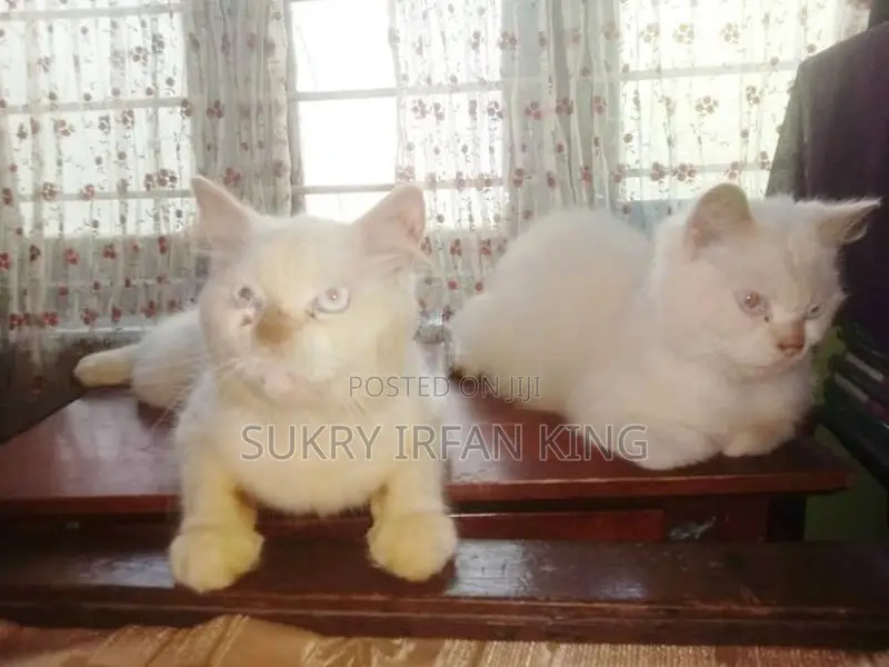 Persian Cat