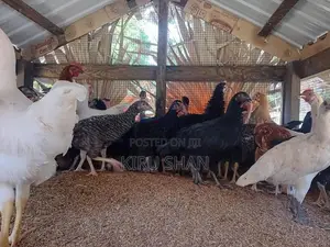 ஊர்க்கோழிகள்