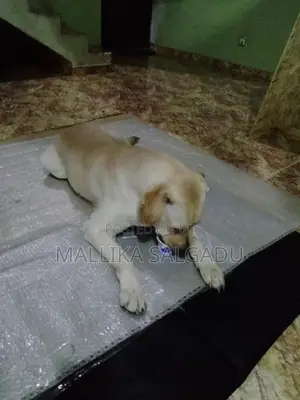 Labrador Dog