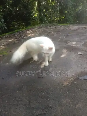 Persian Cat