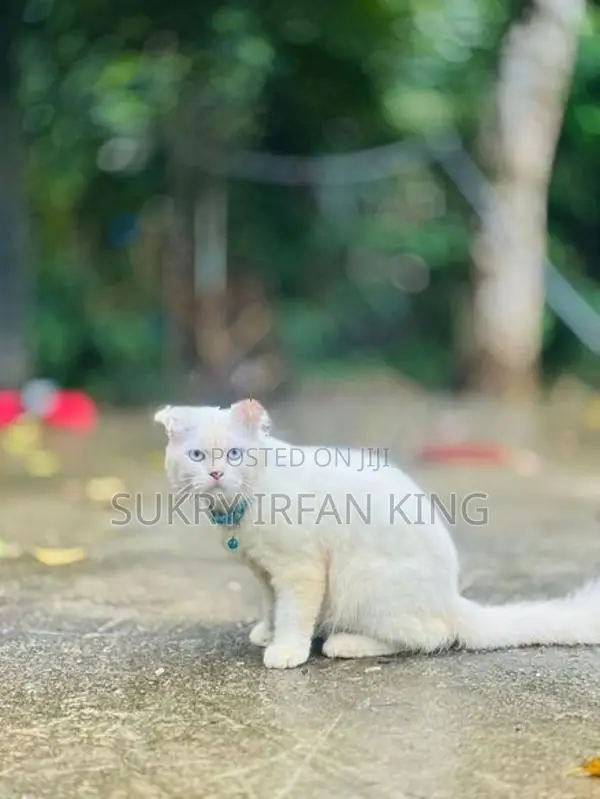 Persian Cat