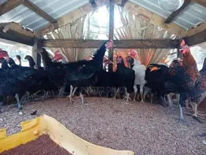 ஊர்க்கோழிகள்