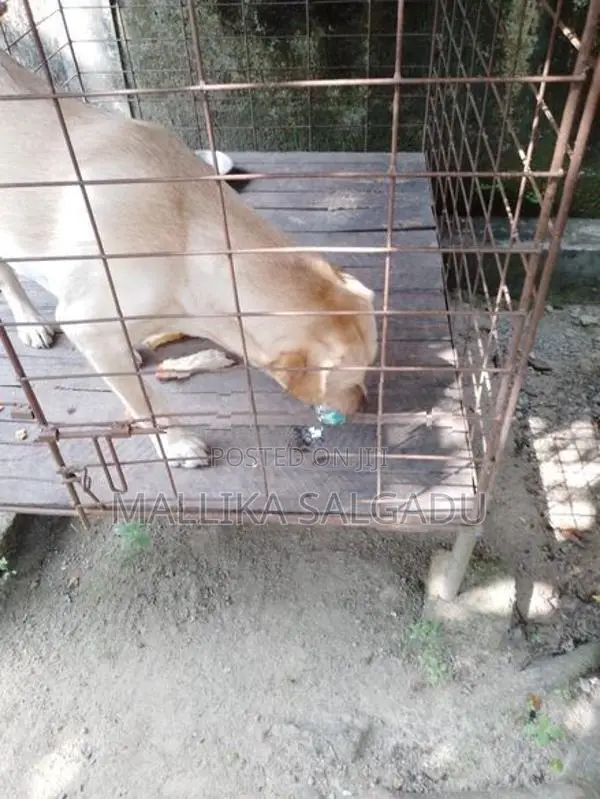 Labrador Dog