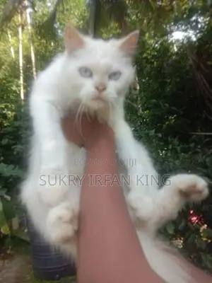 Persian Cat