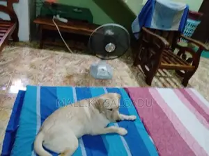 Labrador Dog