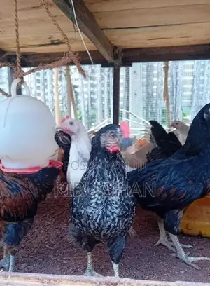 ஊர்க்கோழிக்குஞ்சுகள்