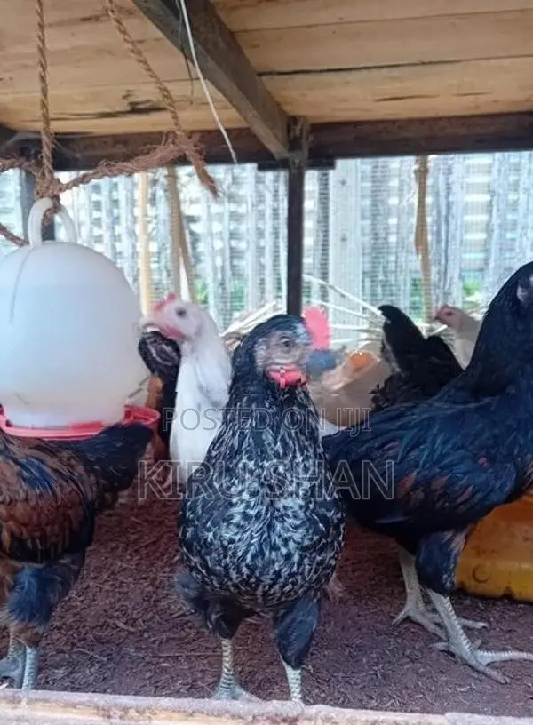 ஊர்க்கோழிக்குஞ்சுகள்