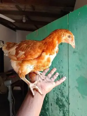 Chicken