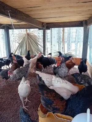 ஊர்க்கோழிக்குஞ்சுகள்