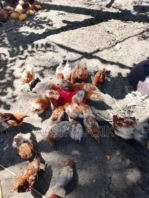 Chicken