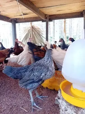 ஊர்க்கோழிக்குஞ்சுகள்