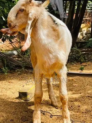 ஐமுனாபாரி கிடாய் மறிக்குட்டிகள்