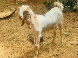 ஐமுனாபாரி கிடாய் மறிக்குட்டிகள்