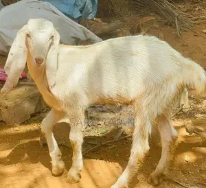 ஐமுனாபாரி கிடாய் மறிக்குட்டிகள்