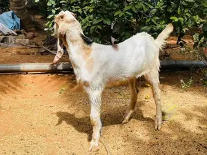 ஐமுனாபாரி கிடாய் மறிக்குட்டிகள்