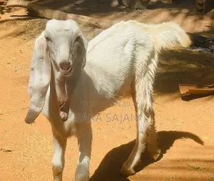 ஐமுனாபாரி கிடாய் மறிக்குட்டிகள்