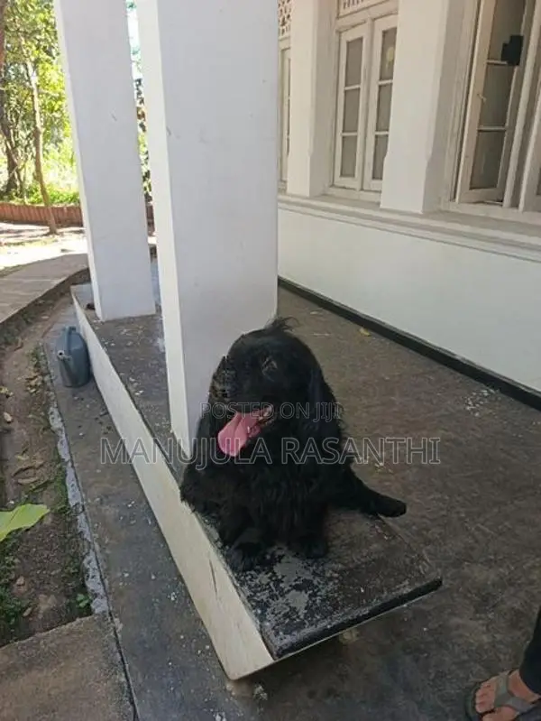 Cocker Spaniel Puppies