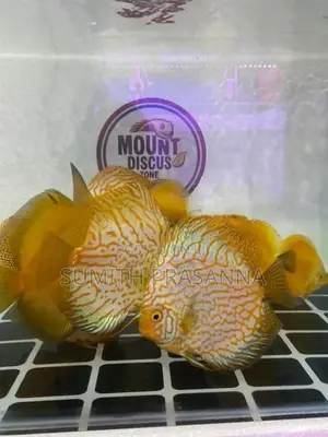Discus Fish