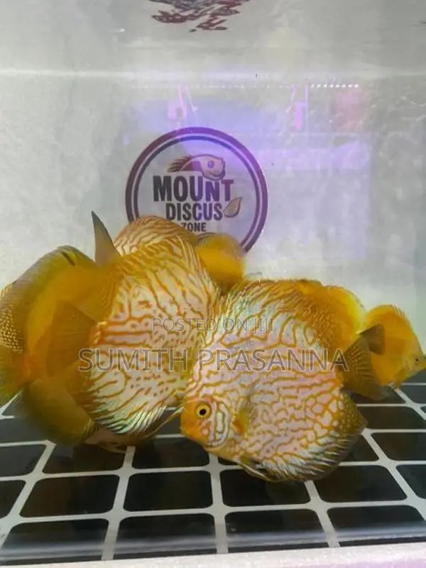 Discus Fish