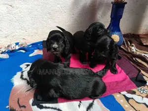 Cocker Spaniel Puppies